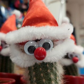 Akce : Vánoční kaktus ZDARMA ke každé objednávce nad 1000,-Kč (platí na prodejně, kaktusy nechtějí být "v ballíku" :)...